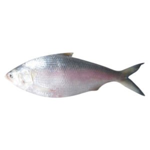 Hilsha (1-1.199 kg)