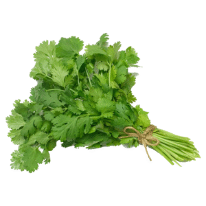 CORIANDER 10PZ ITALY