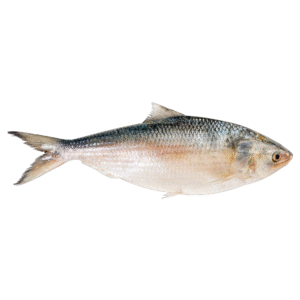 Hilsha (500-599 gm)