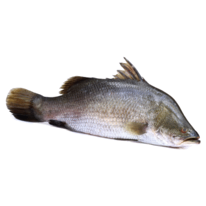 Koral (500-899 kg)